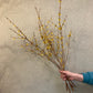 Forsythia bunch