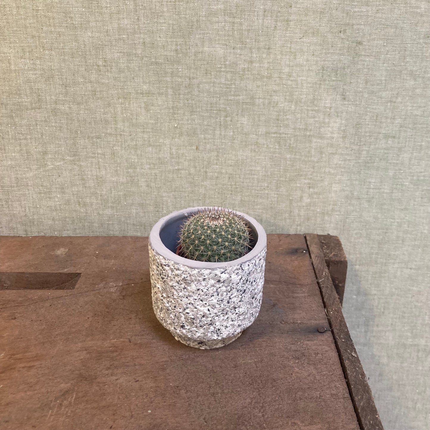 Cactus Assorted Mini - 1.75”
