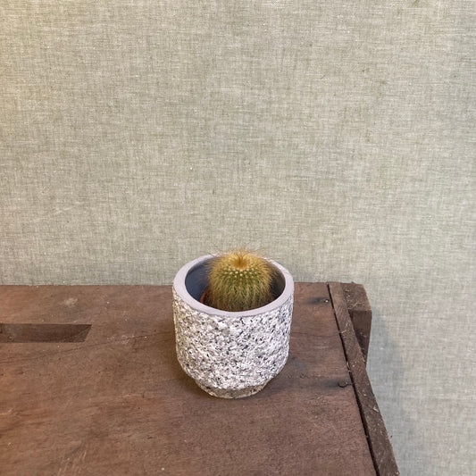 Cactus Assorted Mini - 1.75”