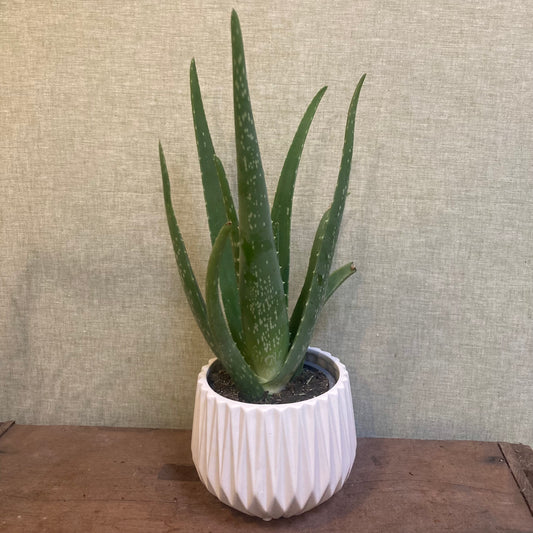 Aloe Vera - 4”