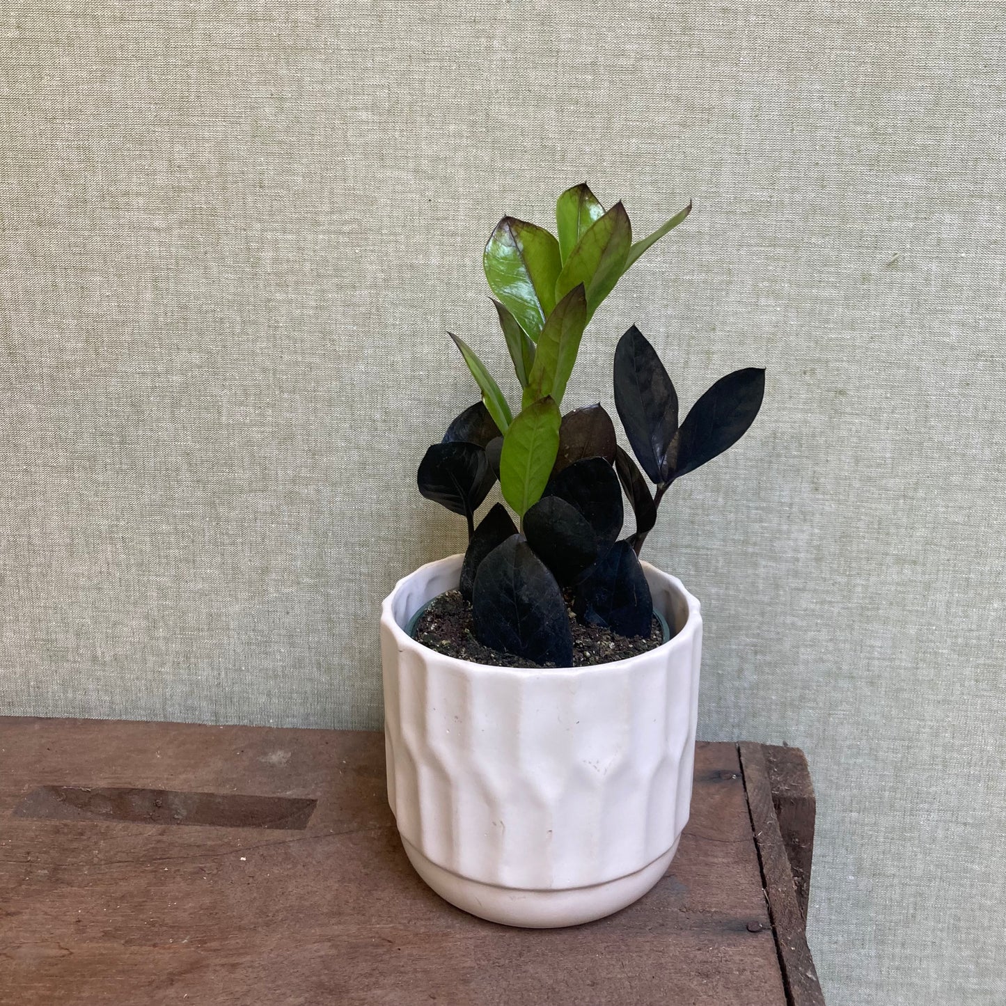 ZZ Plant - Raven 4”