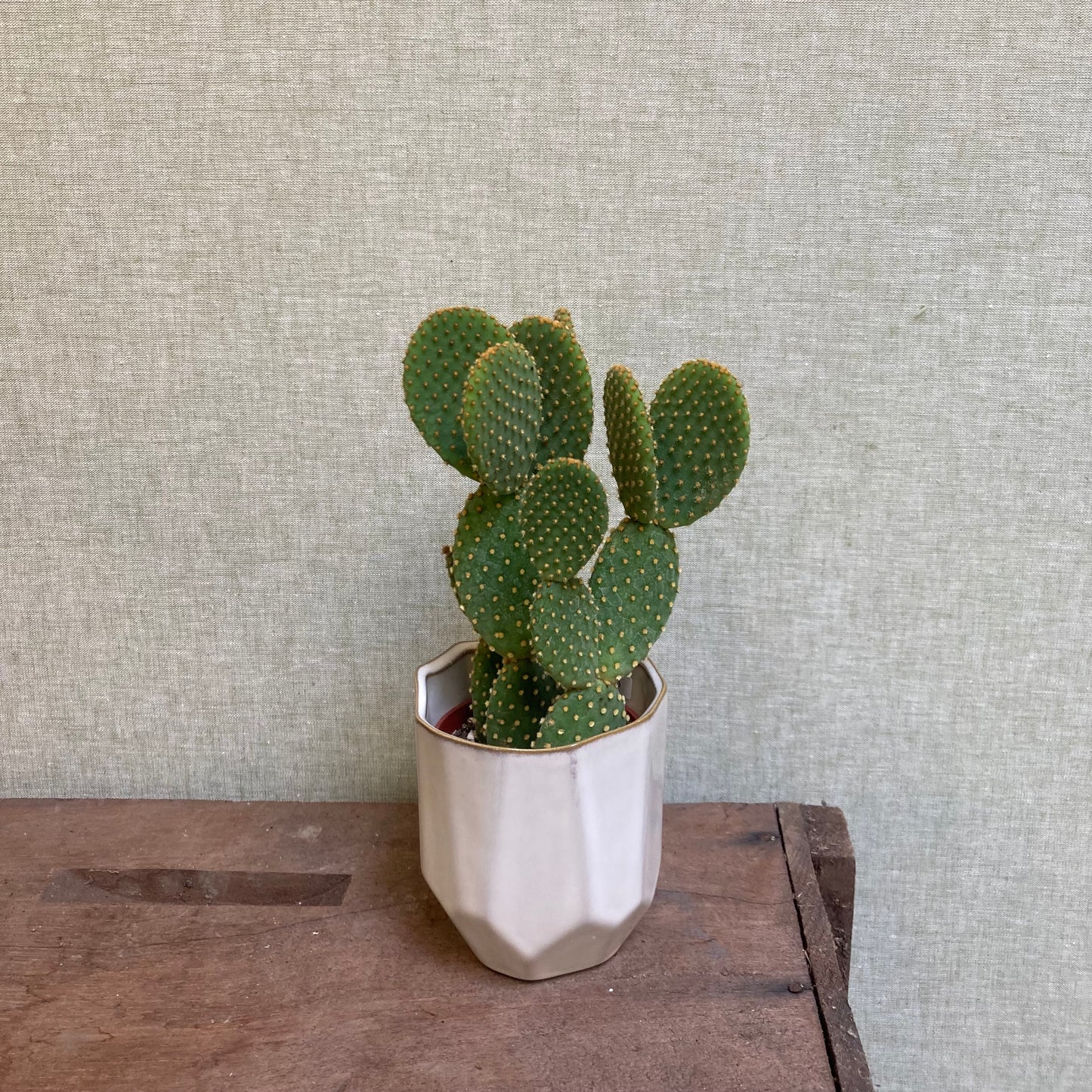 Cactus Opuntia Assorted - 3.25”