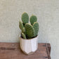 Cactus Opuntia Assorted - 3.25”