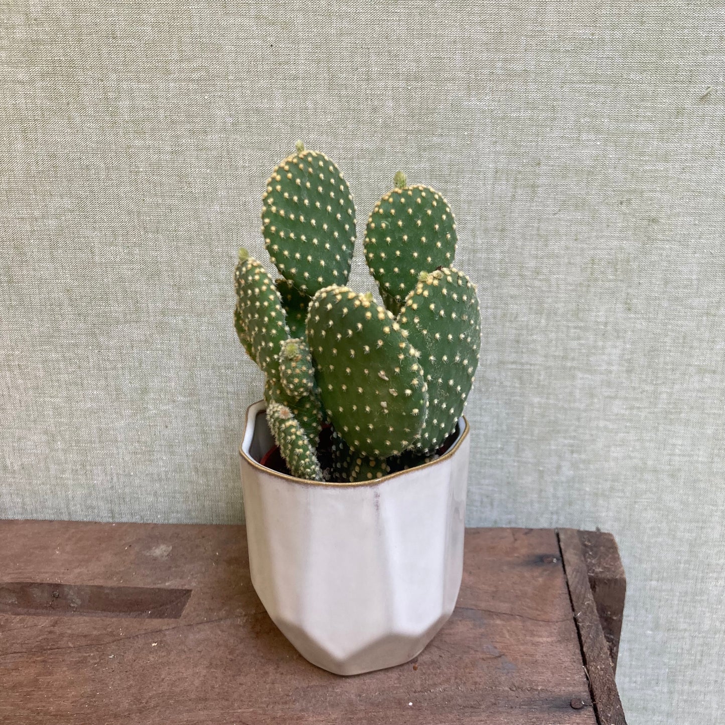 Cactus Opuntia Assorted - 3.25”