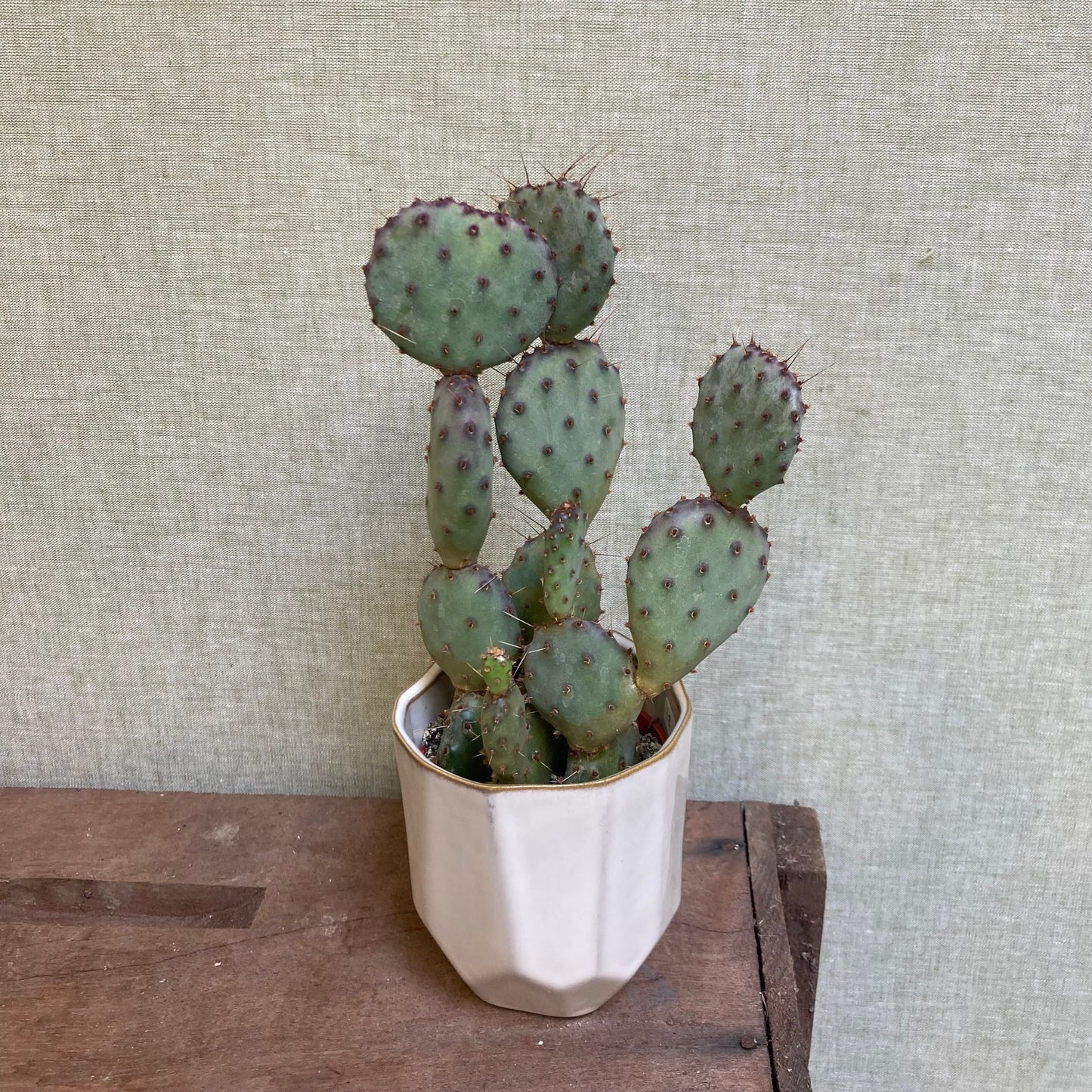 Cactus Opuntia Assorted - 3.25”