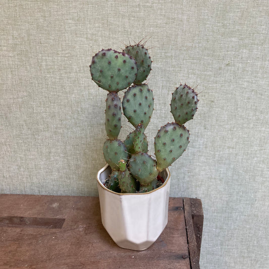 Cactus Opuntia Assorted - 3.25”