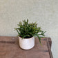 Rhipsalis Hatoria