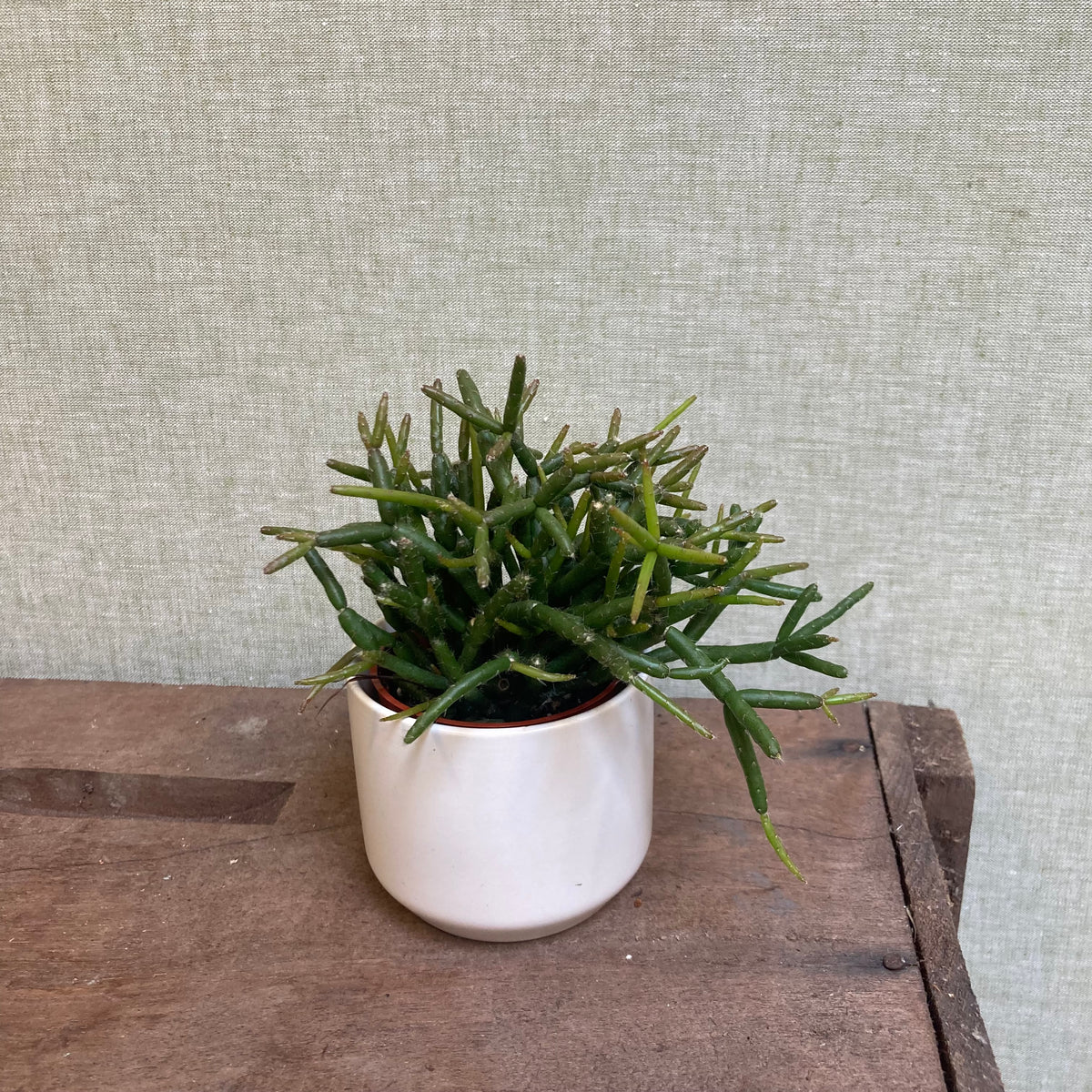 Rhipsalis Hatoria