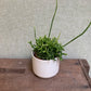 Rhipsalis Hatoria