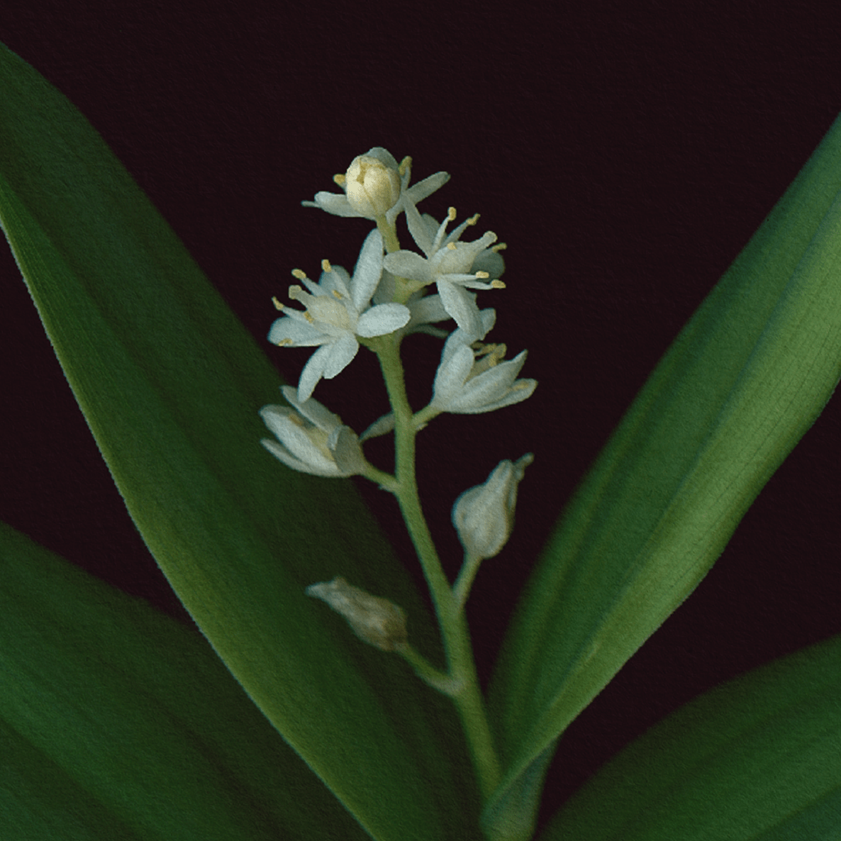 Card / Starflower
