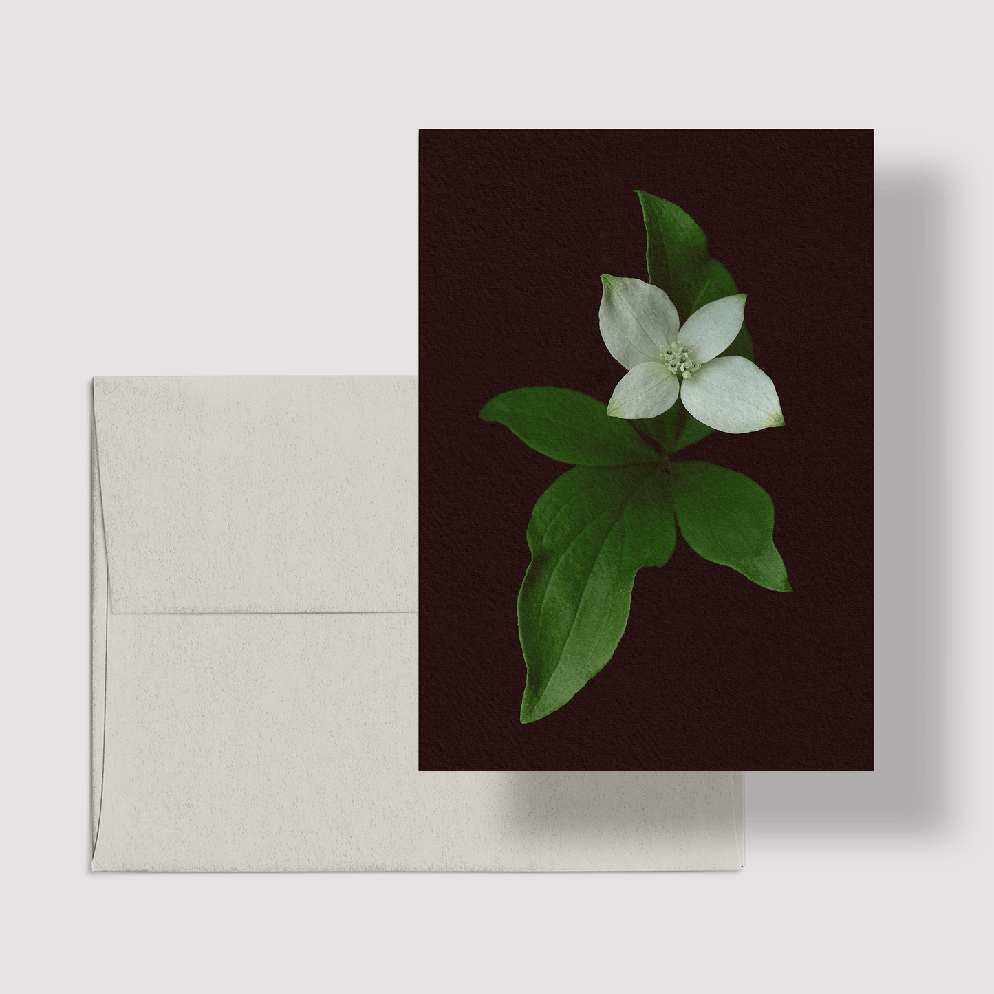 Card / Canadian Bunchberry