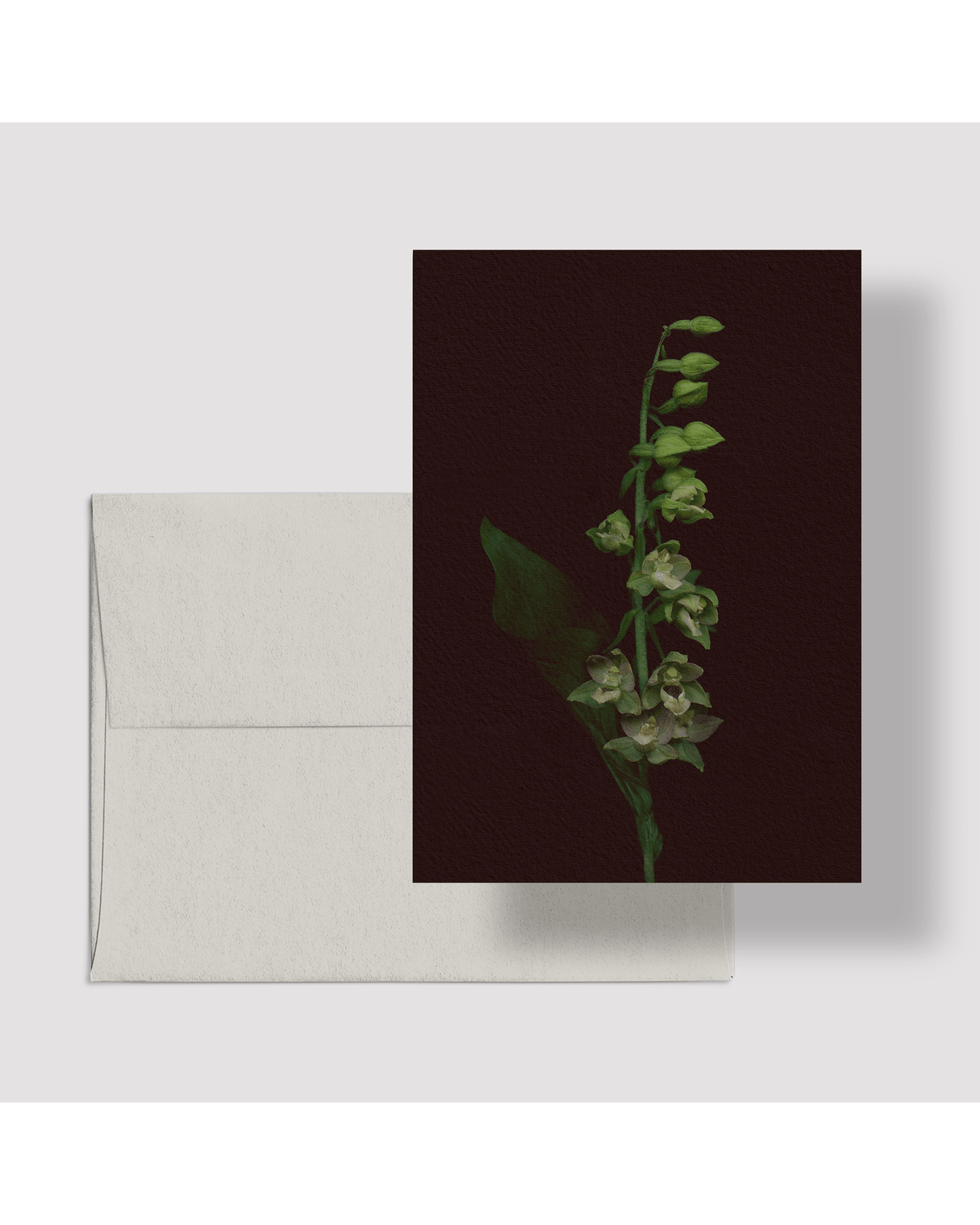 Card / Broad-Leaved Helleborine