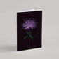 Card / Black Knapweed