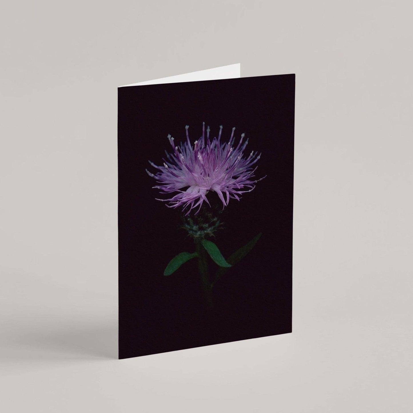 Card / Black Knapweed