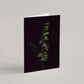Card / Broad-Leaved Helleborine