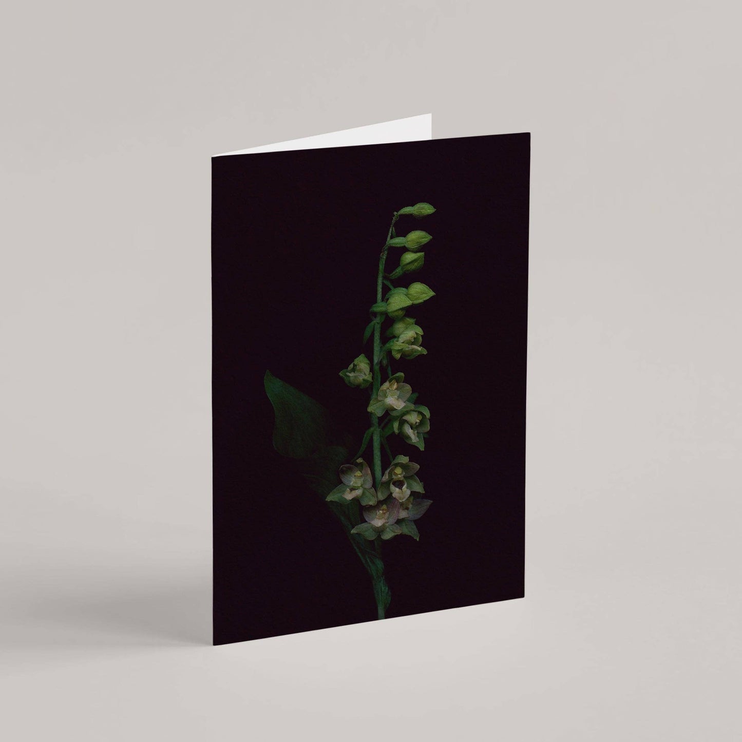 Card / Broad-Leaved Helleborine