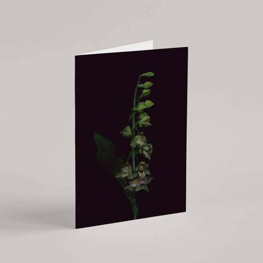 Card / Broad-Leaved Helleborine