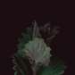 Card / Ground Ivy