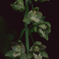 Card / Broad-Leaved Helleborine