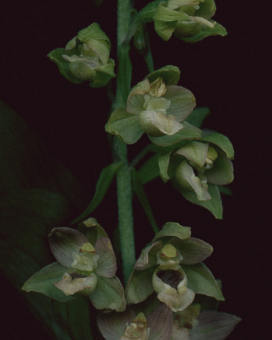Card / Broad-Leaved Helleborine