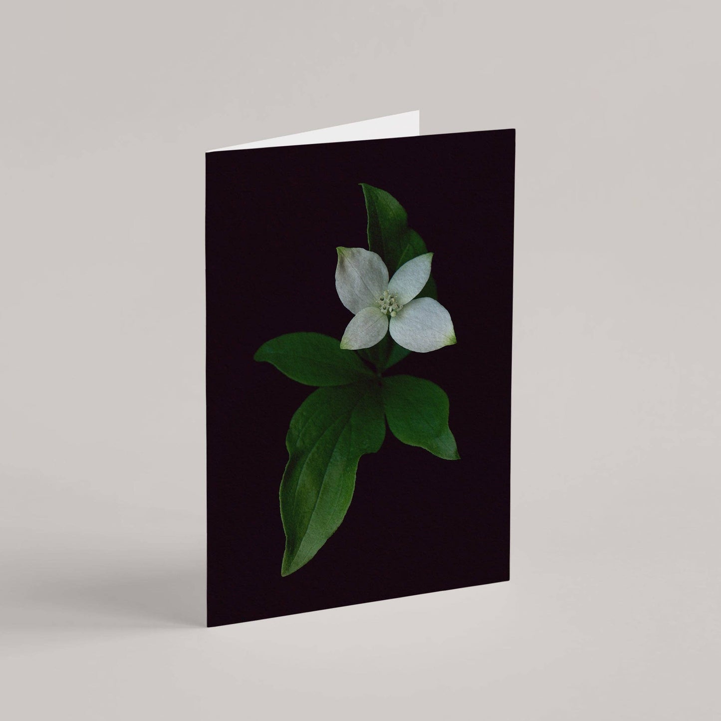 Card / Canadian Bunchberry