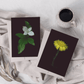 Card / Canadian Bunchberry