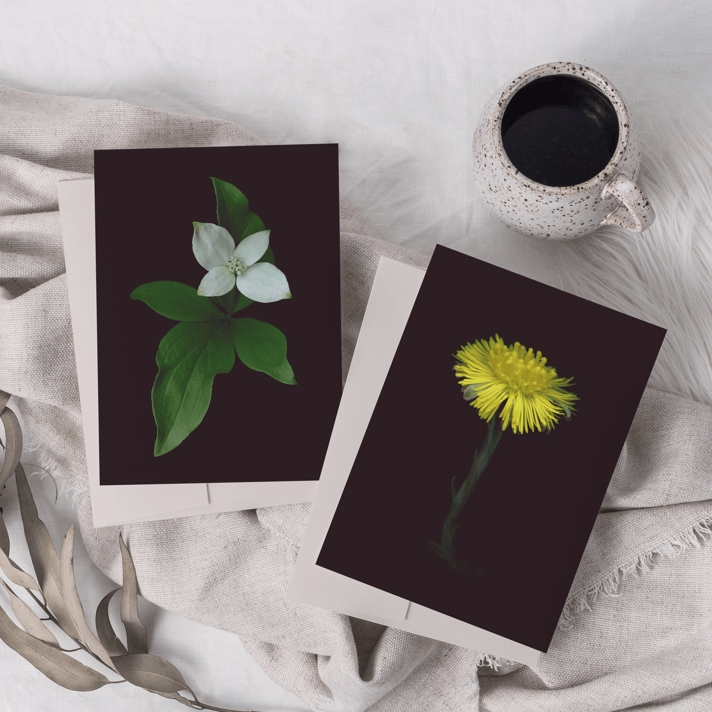 Card / Canadian Bunchberry