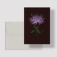 Card / Black Knapweed