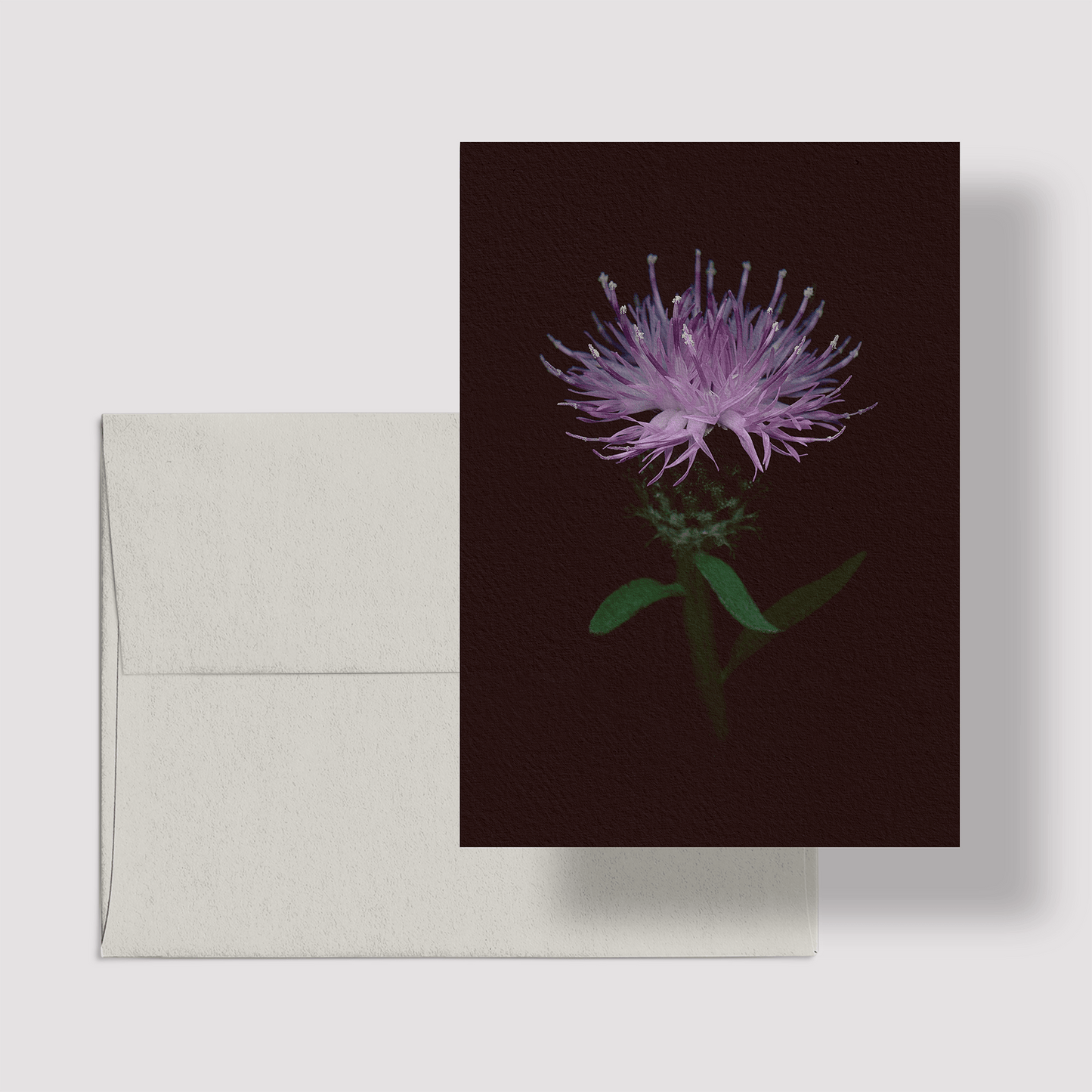 Card / Black Knapweed