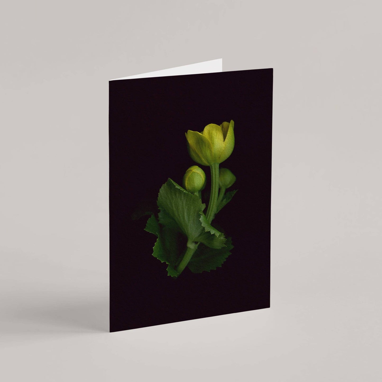 Card / Marsh Marigold