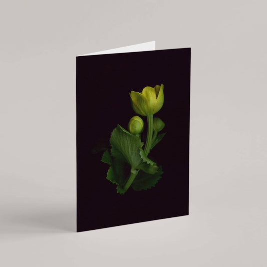 Card / Marsh Marigold