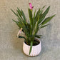 Ginger plant - 6”