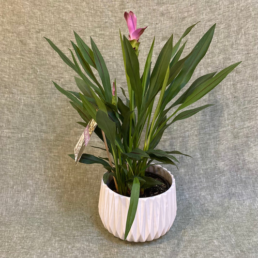 Ginger plant - 6”