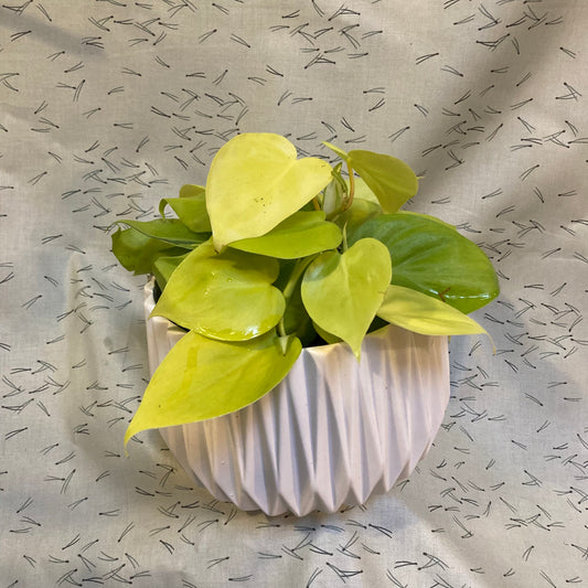 Philodendron Neon