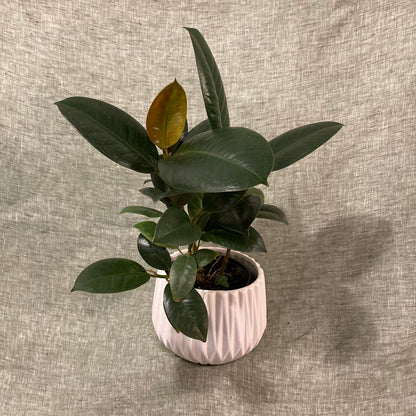 Rubber Plant (Ficus Elastica) - Dark