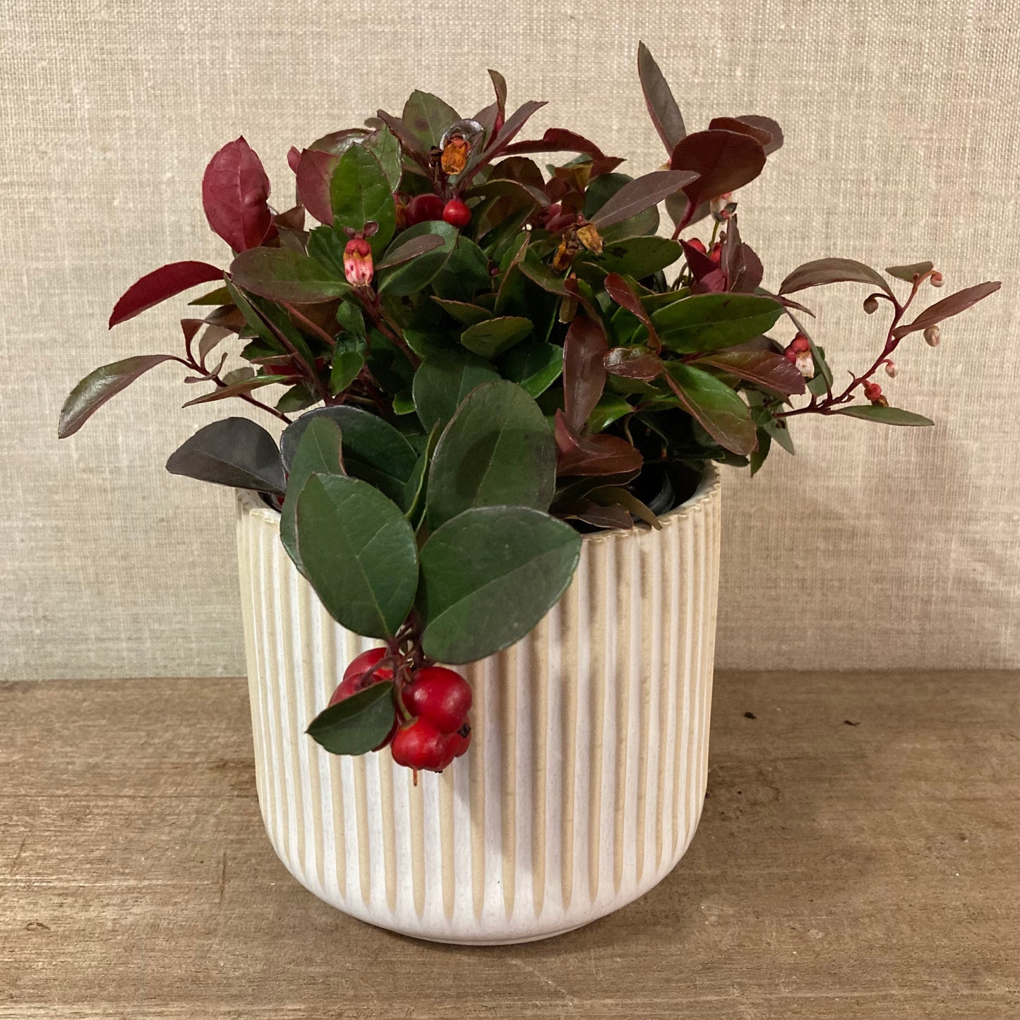 Festive Red Berry (Gaultheria) 4” pot