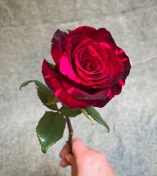 I FIORI Valentine’s Single Rose