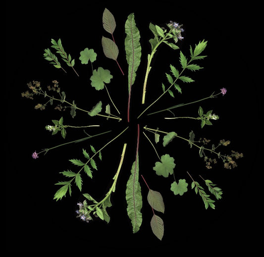 Herbarium Print - Heart