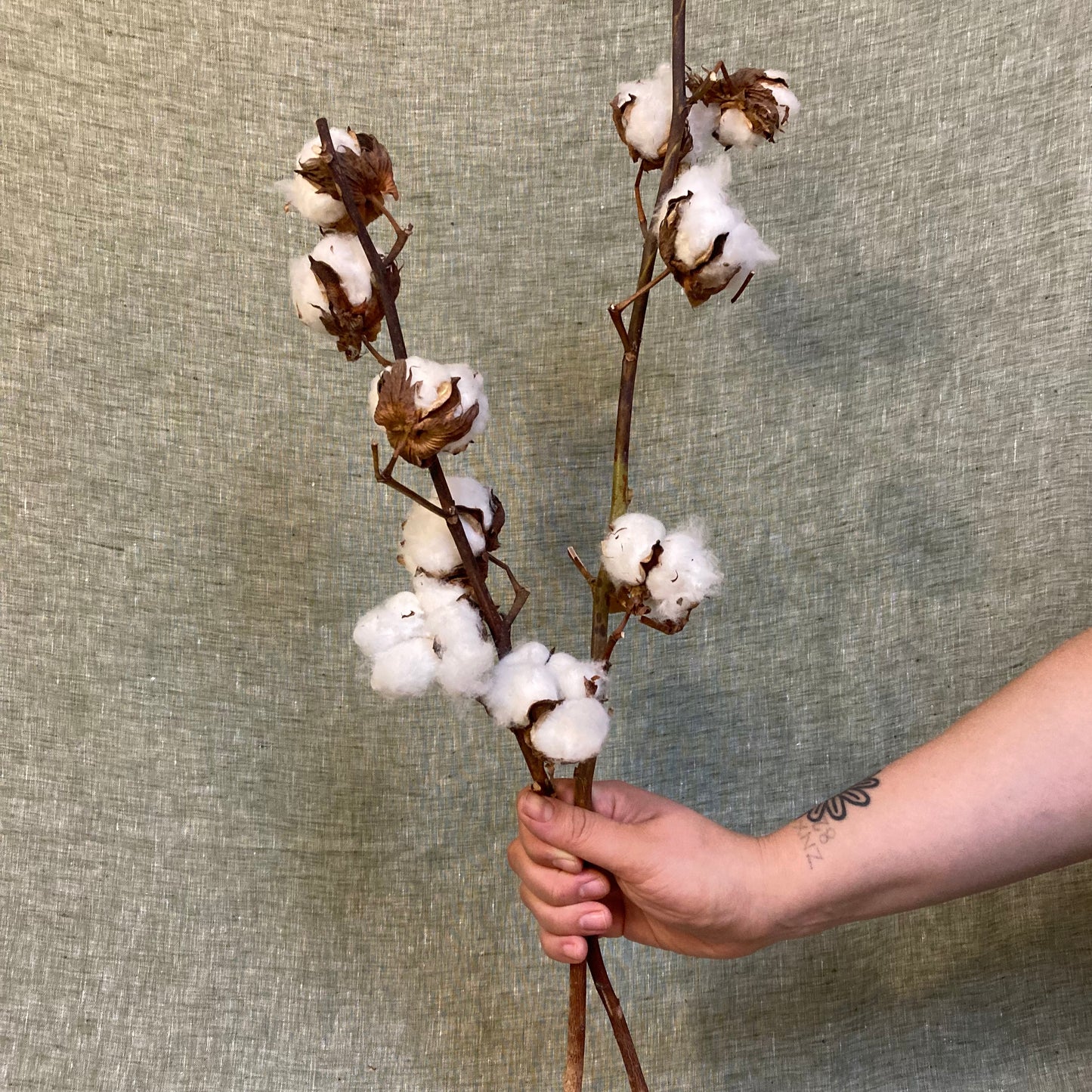Cotton Branch