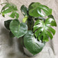 Monstera Deliciosa - X-Large
