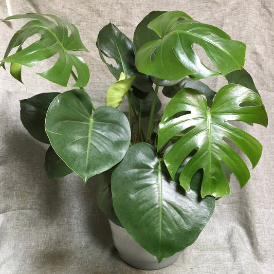 Monstera Deliciosa - X-Large