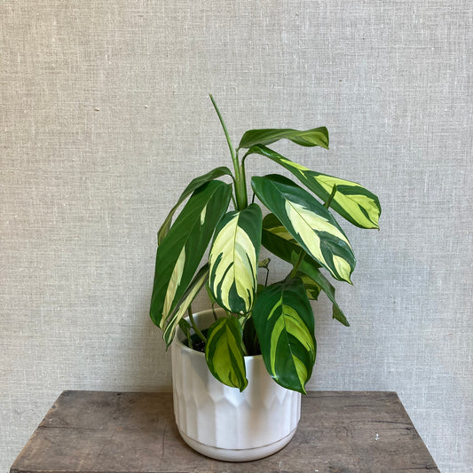 Calathea - Golden Mosaic 6"