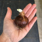 Paperwhite Bulbs (bag of 5)