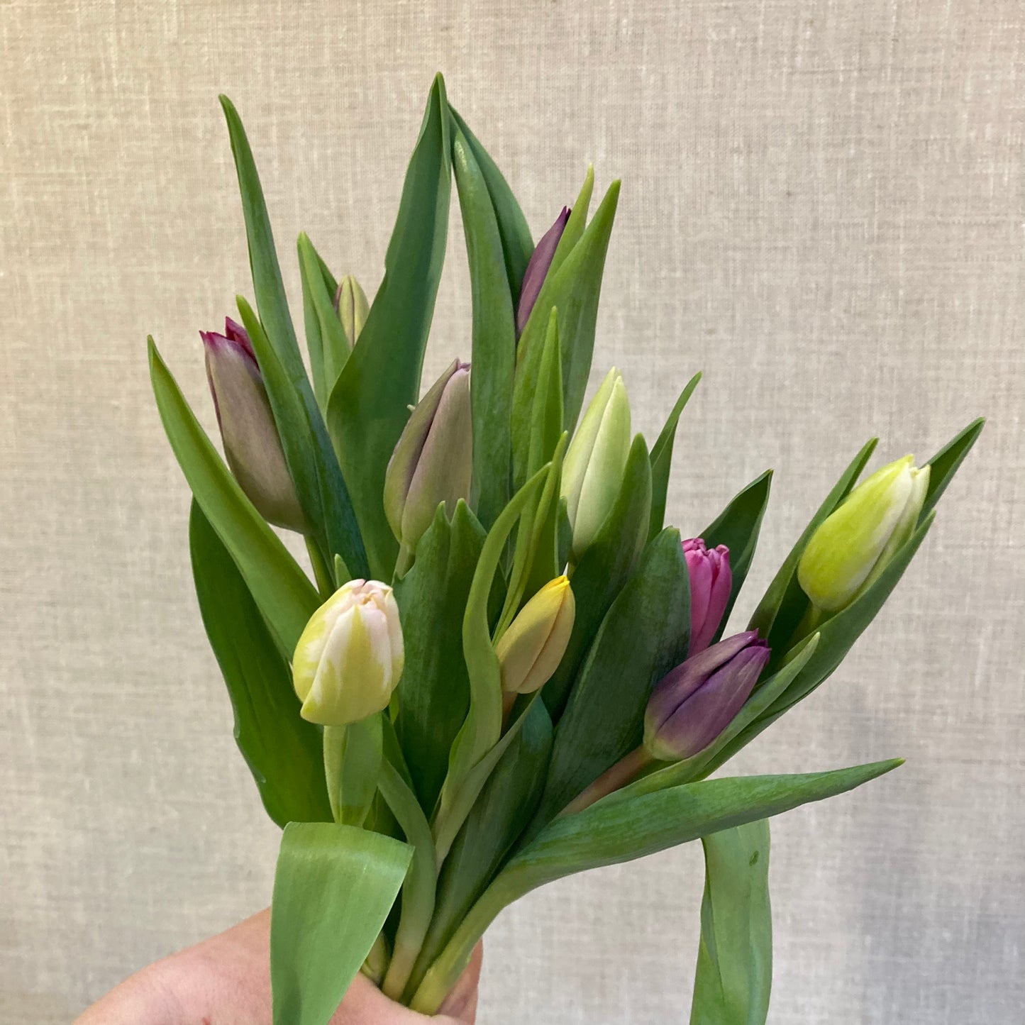 Tulip bunch