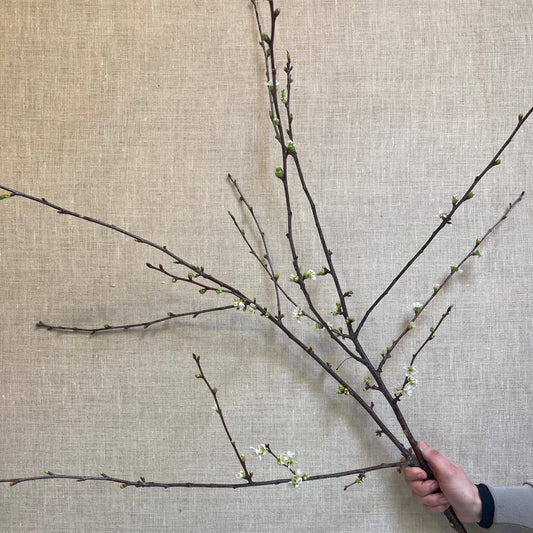 Blossom branch