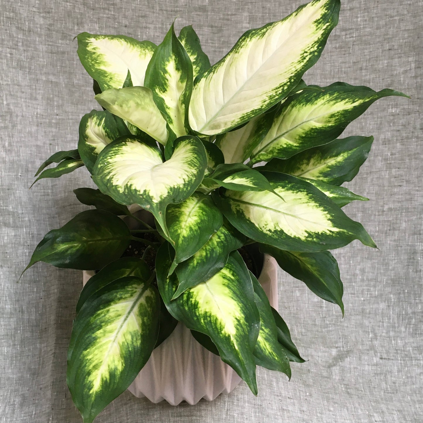 Dieffenbachia