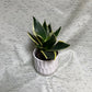 Snake plant (Sanseveria) Rosette - 4”