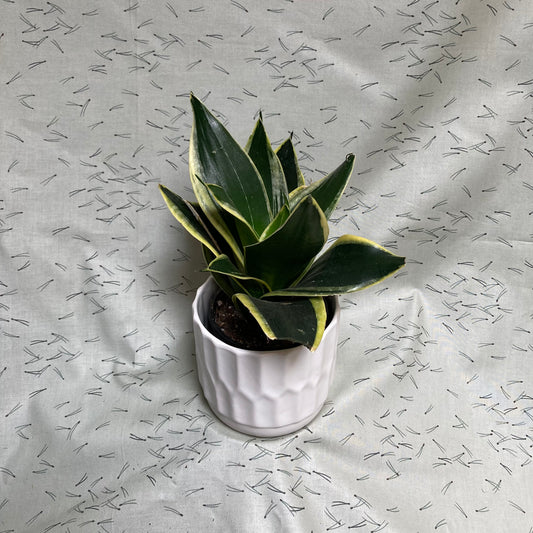 Snake plant (Sanseveria) Rosette - 4”
