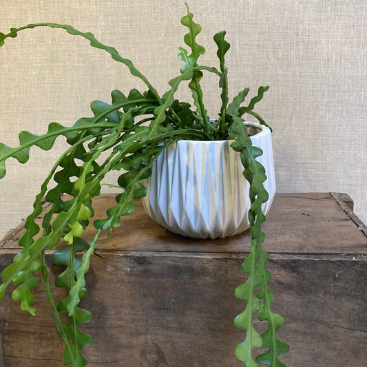 Fish Bone Cactus