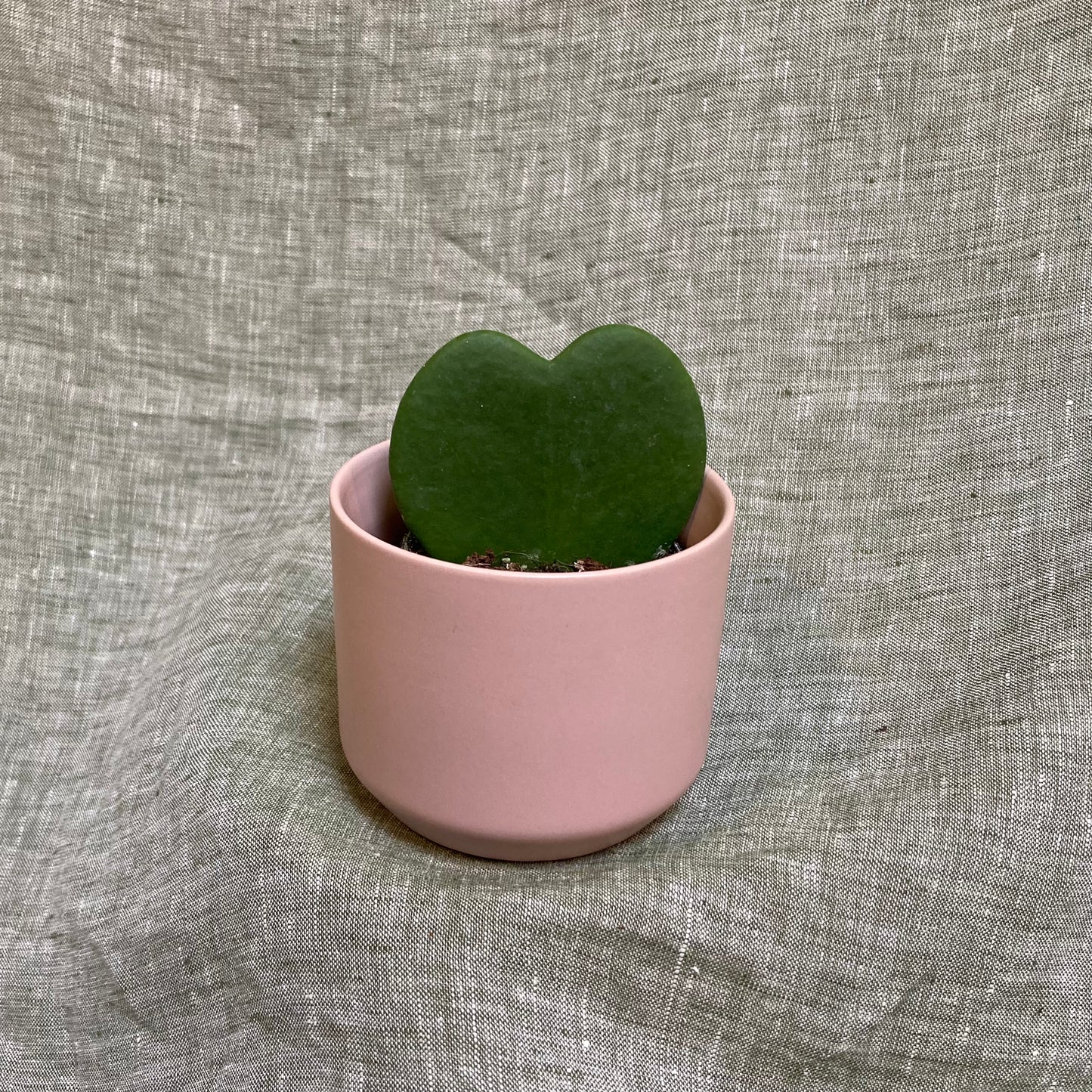 Hoya Kerii (Heart) 2.5"